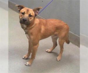 German Shepherd Dog-Unknown Mix Dogs for adoption in Las Vegas, NV, USA