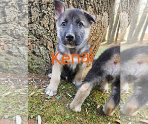 Mutt Dogs for adoption in LOGANVILLE, GA, USA