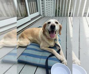 Golden Labrador Dogs for adoption in Wheaton, IL, USA