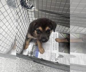 Australian Shepherd-Unknown Mix Dogs for adoption in Pasadena, TX, USA