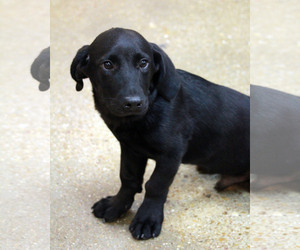 Medium Photo #1 Basset Hound-Labrador Retriever Mix Puppy For Sale in Waco, TX, USA