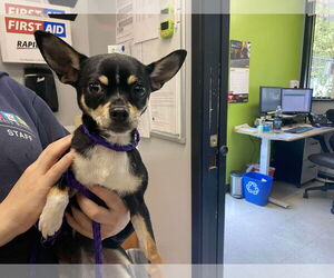 Chihuahua-Unknown Mix Dogs for adoption in Arlington, WA, USA