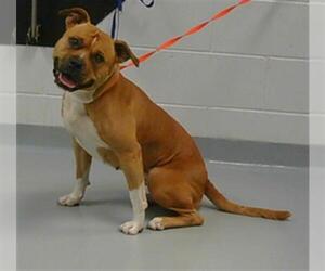 American Pit Bull Terrier-Unknown Mix Dogs for adoption in St. Cloud, FL, USA