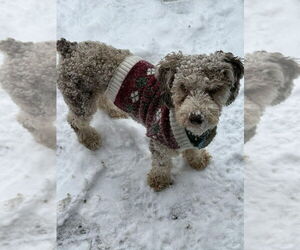 Mutt Dogs for adoption in Plymouth, MN, USA