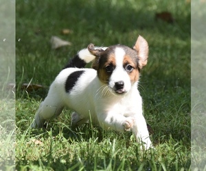 Jack-A-Bee Dogs for adoption in Mechanicsburg, PA, USA