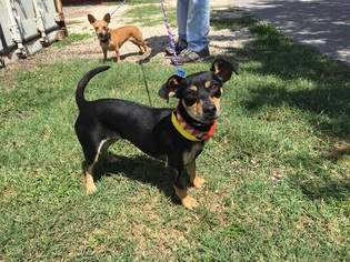 Dachshund Dogs for adoption in Bryan, TX, USA