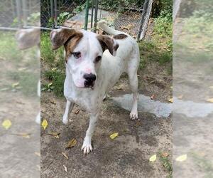 Pointer Dogs for adoption in Calverton, NY, USA