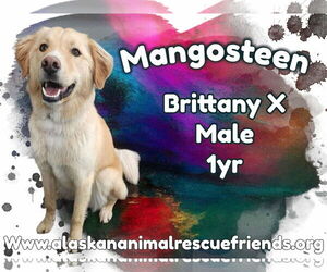 Labany Dogs for adoption in Anchorage, AK, USA