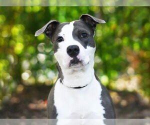 American Staffordshire Terrier-Unknown Mix Dogs for adoption in Tavares, FL, USA