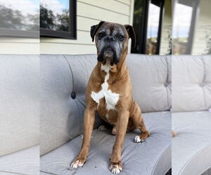 Boxer Dogs for adoption in Woodbury, MN, USA