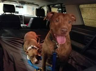 American Staffordshire Terrier-Unknown Mix Dogs for adoption in PALMER, MA, USA