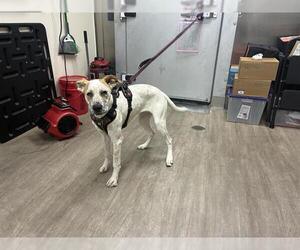 Mutt Dogs for adoption in Pasadena, CA, USA