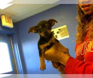 Chiweenie Dogs for adoption in Louisville, KY, USA