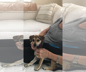 Beagle-Unknown Mix Dogs for adoption in Escondido, CA, USA