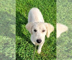 Labrador Retriever Dogs for adoption in Earl, NC, USA