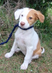 Australian Shepherd Dogs for adoption in PIPE CREEK, TX, USA