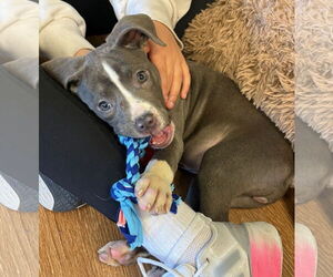 American Pit Bull Terrier-Unknown Mix Dogs for adoption in Clarkston, MI, USA
