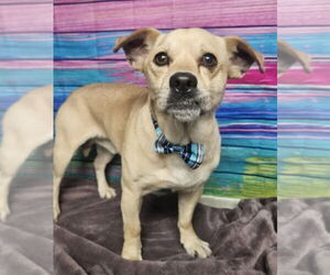 Chihuahua-Unknown Mix Dogs for adoption in Lakewood, CO, USA