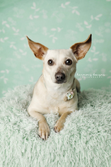 Medium Photo #1 Chiweenie Puppy For Sale in Nashville, TN, USA