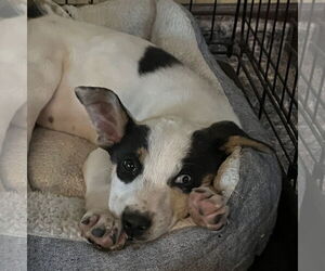 Mutt Dogs for adoption in Fargo, ND, USA