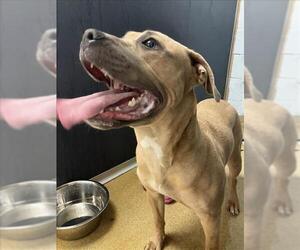 Staffordshire Bull Terrier Dogs for adoption in Fort Collins, CO, USA