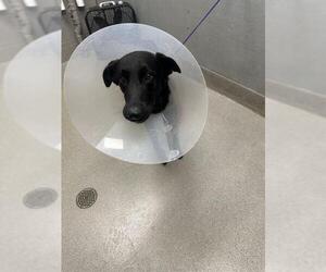 German Shepherd Dog-Unknown Mix Dogs for adoption in Las Vegas, NV, USA