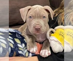 American Pit Bull Terrier-Unknown Mix Dogs for adoption in Wyoming, MI, USA