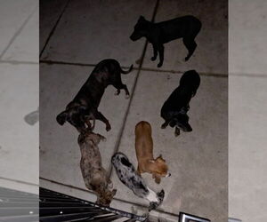 Labrador Retriever-Unknown Mix Dogs for adoption in Tracy, CA, USA