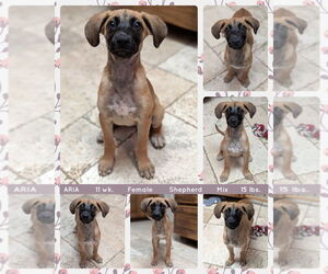 Mutt Dogs for adoption in Mesa, AZ, USA