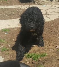 Poodle (Standard) Dogs for adoption in Morgantown WV, PA, USA