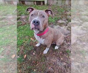 American Staffordshire Terrier Dogs for adoption in Gloversville, NY, USA