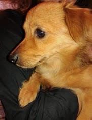 Medium Photo #1 Dachshund-Unknown Mix Puppy For Sale in Fort Lauderdale, FL, USA