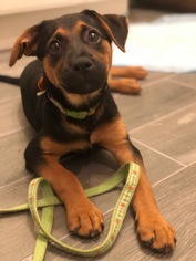 Rat Terrier Dogs for adoption in Rockaway, NJ, USA