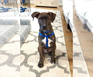 Great Dane-Unknown Mix Dogs for adoption in Huntersville, NC, USA