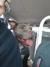 American Pit Bull Terrier Dogs for adoption in Cincinnati, OH, USA