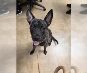 Australian Kelpie-Unknown Mix Dogs for adoption in Fort Lauderdale, FL, USA