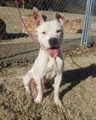 American Pit Bull Terrier-Unknown Mix Dogs for adoption in Mission, KS, USA