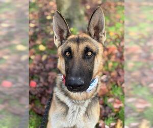 German Shepherd Dog Dogs for adoption in Woodland, CA, USA