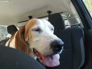 Treeing Walker Coonhound Dogs for adoption in Glen Haven, WI, USA