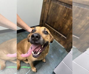 Rhodesian Ridgeback-Unknown Mix Dogs for adoption in Chico, CA, USA