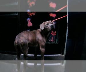 Mutt Dogs for adoption in Tulsa, OK, USA