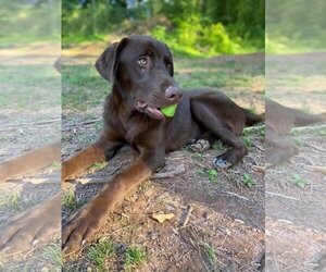 Chocolate Labrador retriever-Unknown Mix Dogs for adoption in MECHANICSBURG, PA, USA