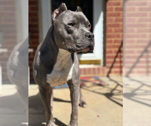 Medium Photo #4 American Pit Bull Terrier-Unknown Mix Puppy For Sale in Wesley Chapel, SC, USA