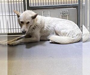 Siberian Husky-Unknown Mix Dogs for adoption in Modesto, CA, USA
