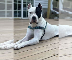 Dogo Argentino Dogs for adoption in Princeton, MN, USA