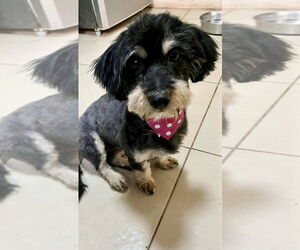 Mutt Dogs for adoption in San Diego, CA, USA