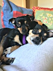 Miniature Pinscher Dogs for adoption in Redondo Beach, CA, USA