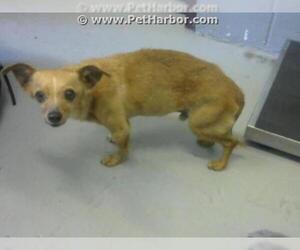 Chiweenie Dogs for adoption in Corpus Christi, TX, USA