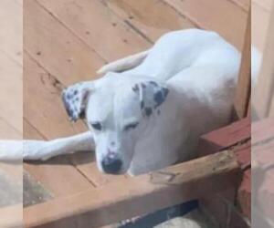 Dalmatian Dogs for adoption in Helena, AL, USA