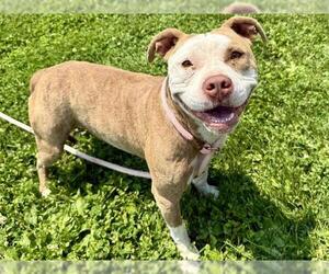 American Pit Bull Terrier Dogs for adoption in Pueblo, CO, USA